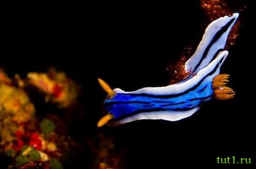 Андаманские острова