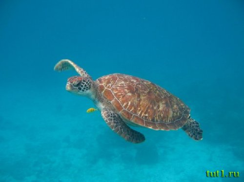 Андаманские острова