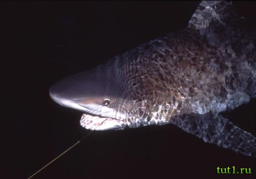 Рыбалка на Андаманских островах