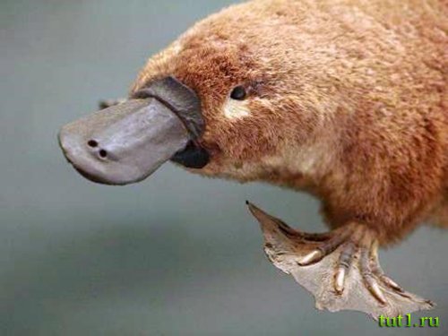 Австралийский утконос