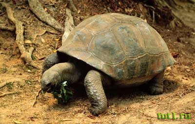 Слоновая черепаха - атолл Альдабра