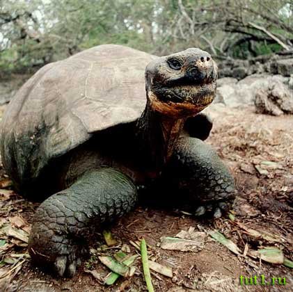 Слоновая черепаха - атолл Альдабра