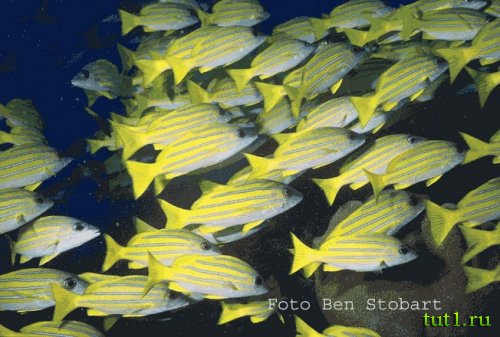 Атолл Альдабра