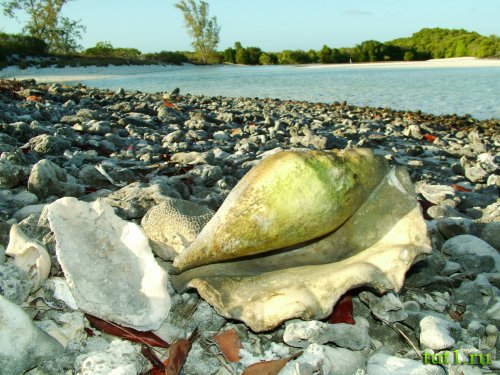 Атолл Альдабра