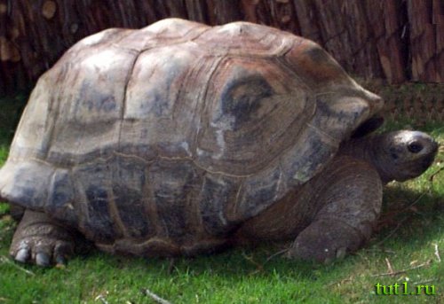 Атолл Альдабра - фото животных