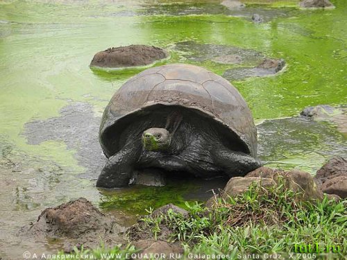 Слоновая черепаха - атолл Альдабра