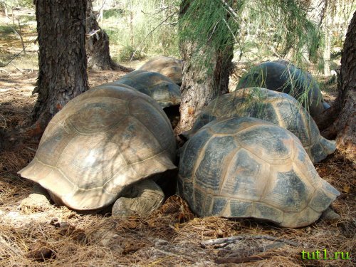 Слоновая черепаха - атолл Альдабра