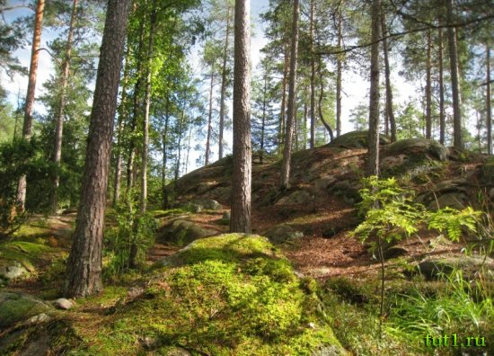 Национальный парк-заповедник Нууксио в Эспоо, Финляндия