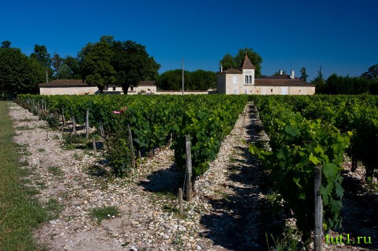 Виноградники в Бордо