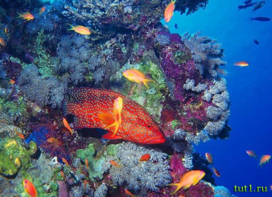 Морской национальный парк Рас-Мухаммед в Шарм-эль-Шейхе