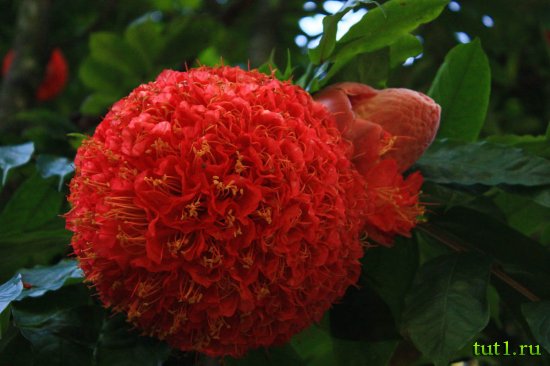 Королевский ботанический сад - Шри-Ланка