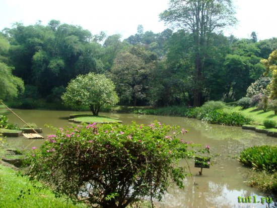 Королевский ботанический сад - Шри-Ланка