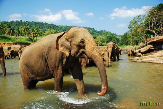 Слоновий питомник - Шри-Ланка
