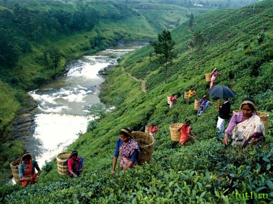 Плантации цейлонского чая - Шри-Ланка