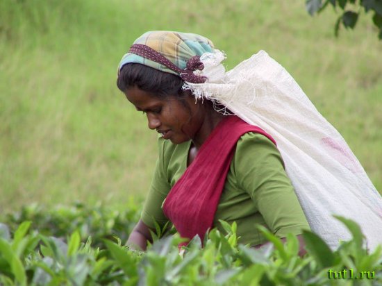 Плантации цейлонского чая - Шри-Ланка