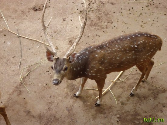 Коломбо - зоопарк