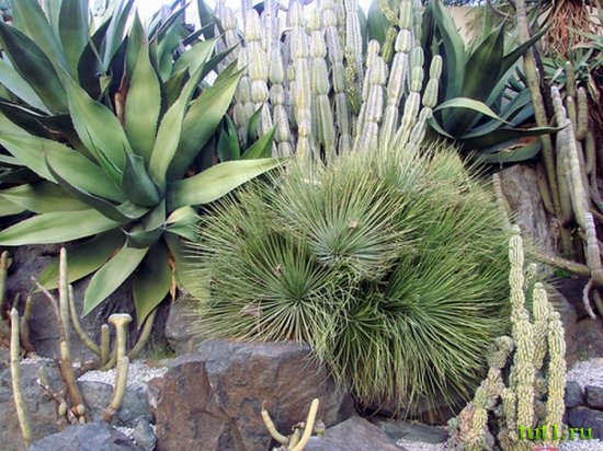 Ницца - парк Феникс