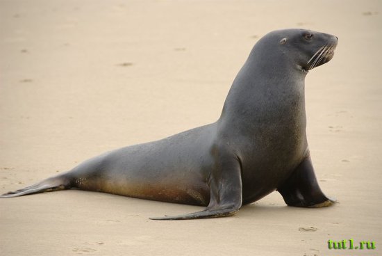 Австралийский морской лев