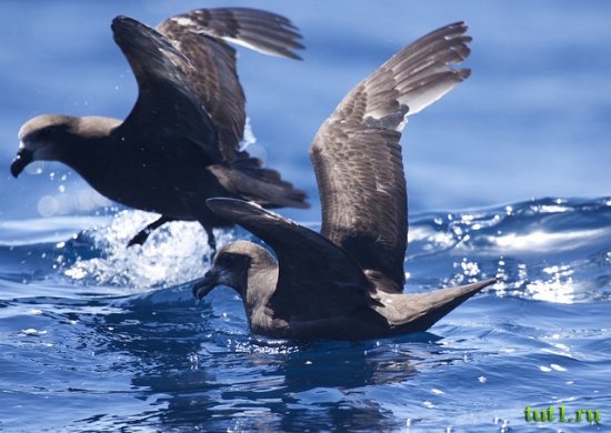 Буревестник (Pterodroma macroptera)