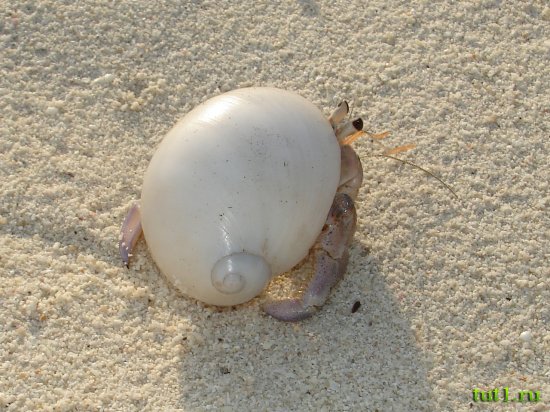 Лаккадивские острова