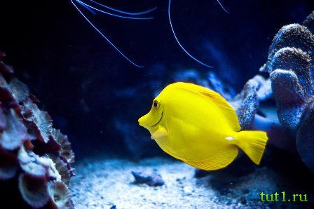 Аквариум Басрелоны