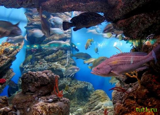 Аквариум Басрелоны