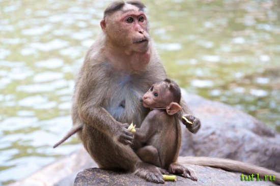Гоа - водопад Дудхсагар