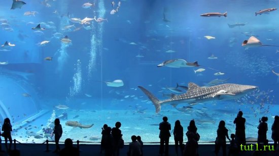 Аквариум Барселоны