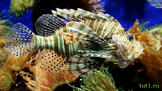 Аквариум Басрелоны