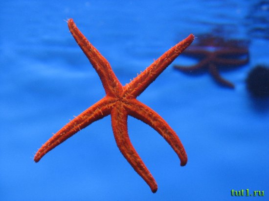 Аквариум Басрелоны