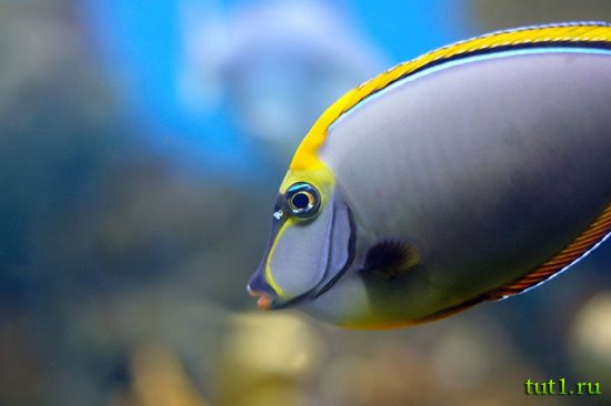 Аквариум Басрелоны