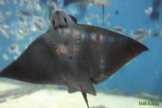 Аквариум Басрелоны