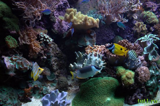 Аквариум Басрелоны