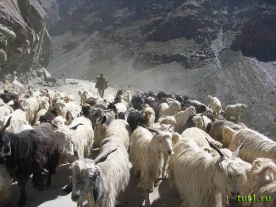 Сринагар - Индия