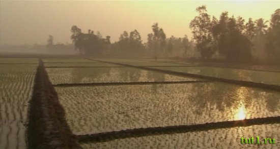 Племена Сундарбана - Индия