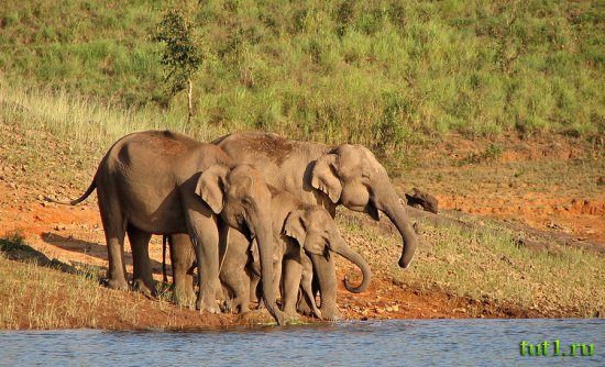 Керала - заповедник Перияр