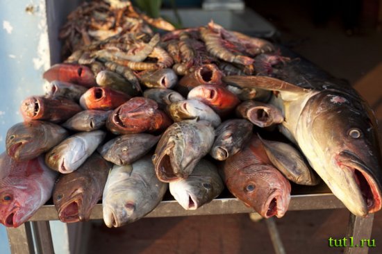 Штат Керала - дары моря