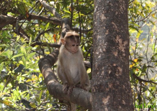 Заповедник Бхагван Махавир - макаки