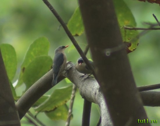 Заповедник Бхагван Махавир - поползни