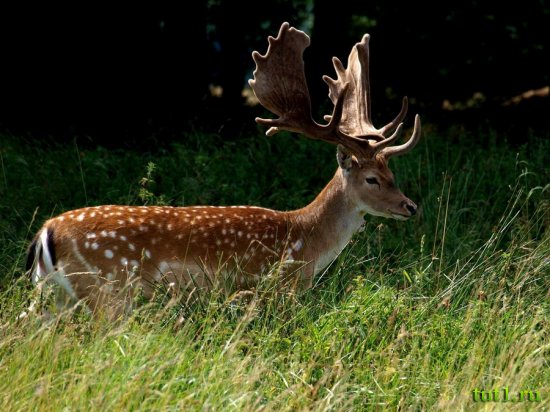 Заповедник Бхагван Махавир - Индия