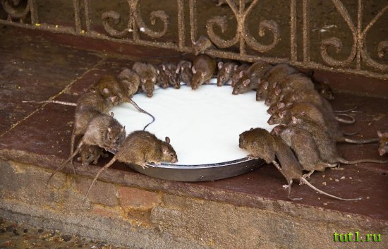 Карни Мата храм 20 000 крыс - Индия