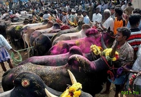 Национальные праздники Индии - фестиваль Понгал