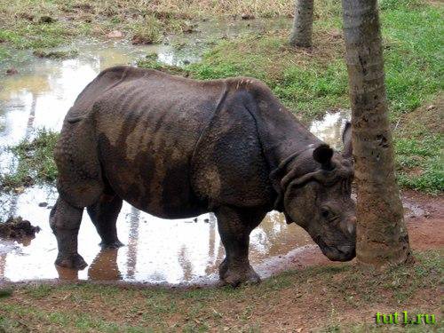 Тривандрум - зоопарк