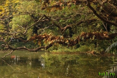 Тривандрум - ботанический сад