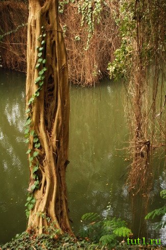 Тривандрум - ботанический сад