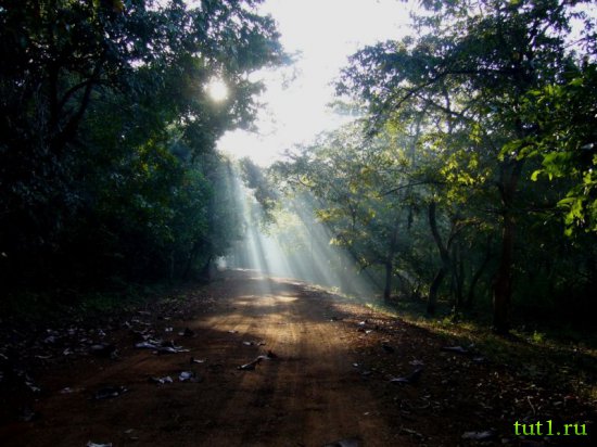 Гоа - заповедник Котигао