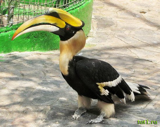 Калькуттский зоопарк Алипур - обитатели