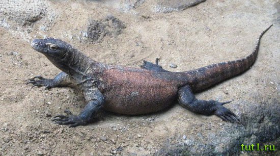 Тривандрум - зоопарк