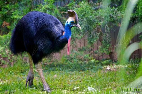 Тривандрум - зоопарк