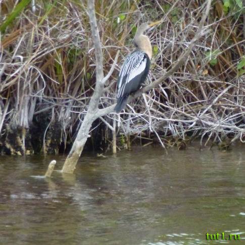 Остров Гуама - птицы